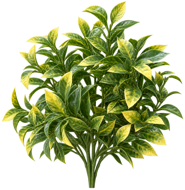 HXZR039 — Yellow-green foliage — isolated product image