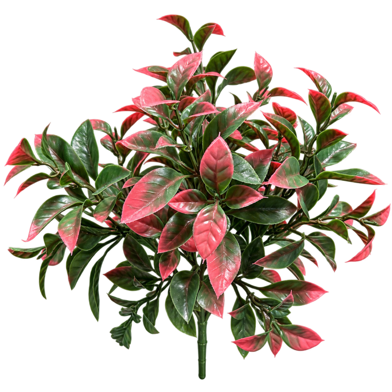HXZR099 — Dark-red foliage — isolated product image