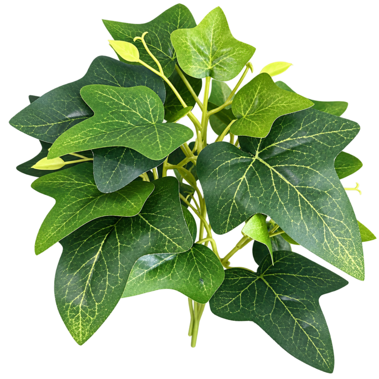 HXZR052 — Ivy stems — isolated product image