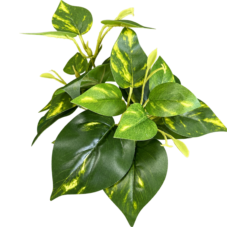 HXZR053 — Variegated pothos stems — isolated product image