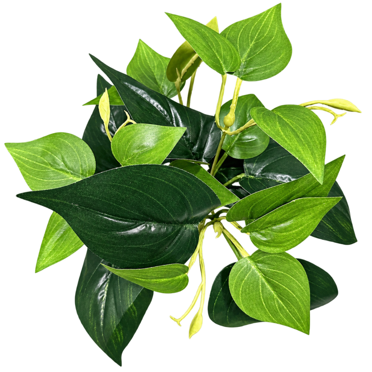 HXZR053 — Green pothos stems — isolated product image