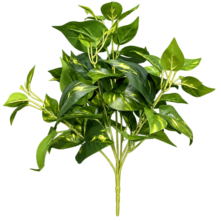 HXZR054 — Large variegated pothos — isolated product image