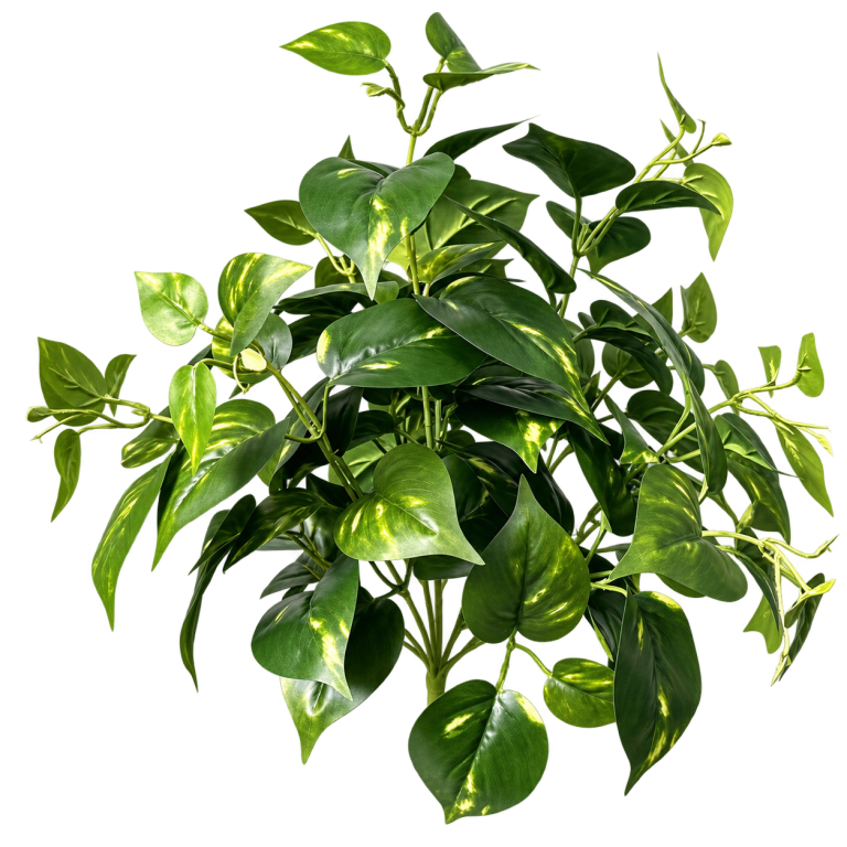 HXZR062 — Large variegated foliage — isolated product image