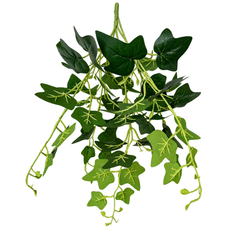 HXZR076 — Small hanging ivy — isolated product image