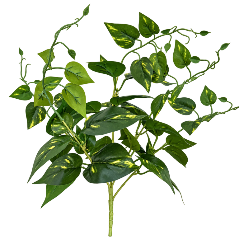 HXZR077 — Small hanging variegated pothos — isolated product image