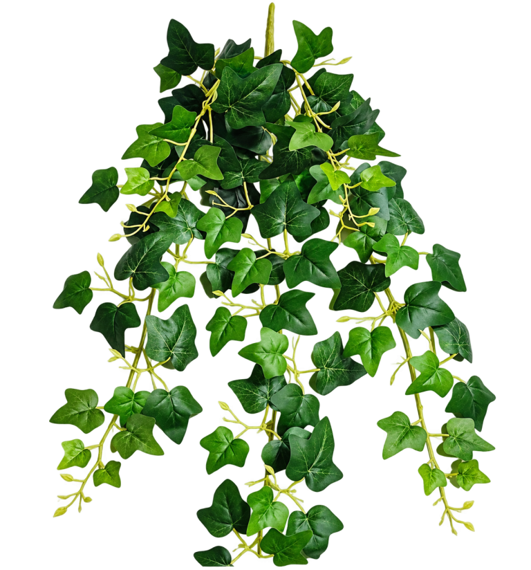 HXZR079 — Hanging ivy — isolated product image