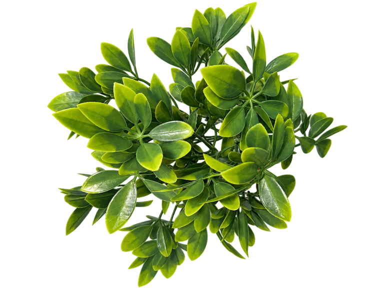 HXZR008 — Schefflera foliage — isolated product image
