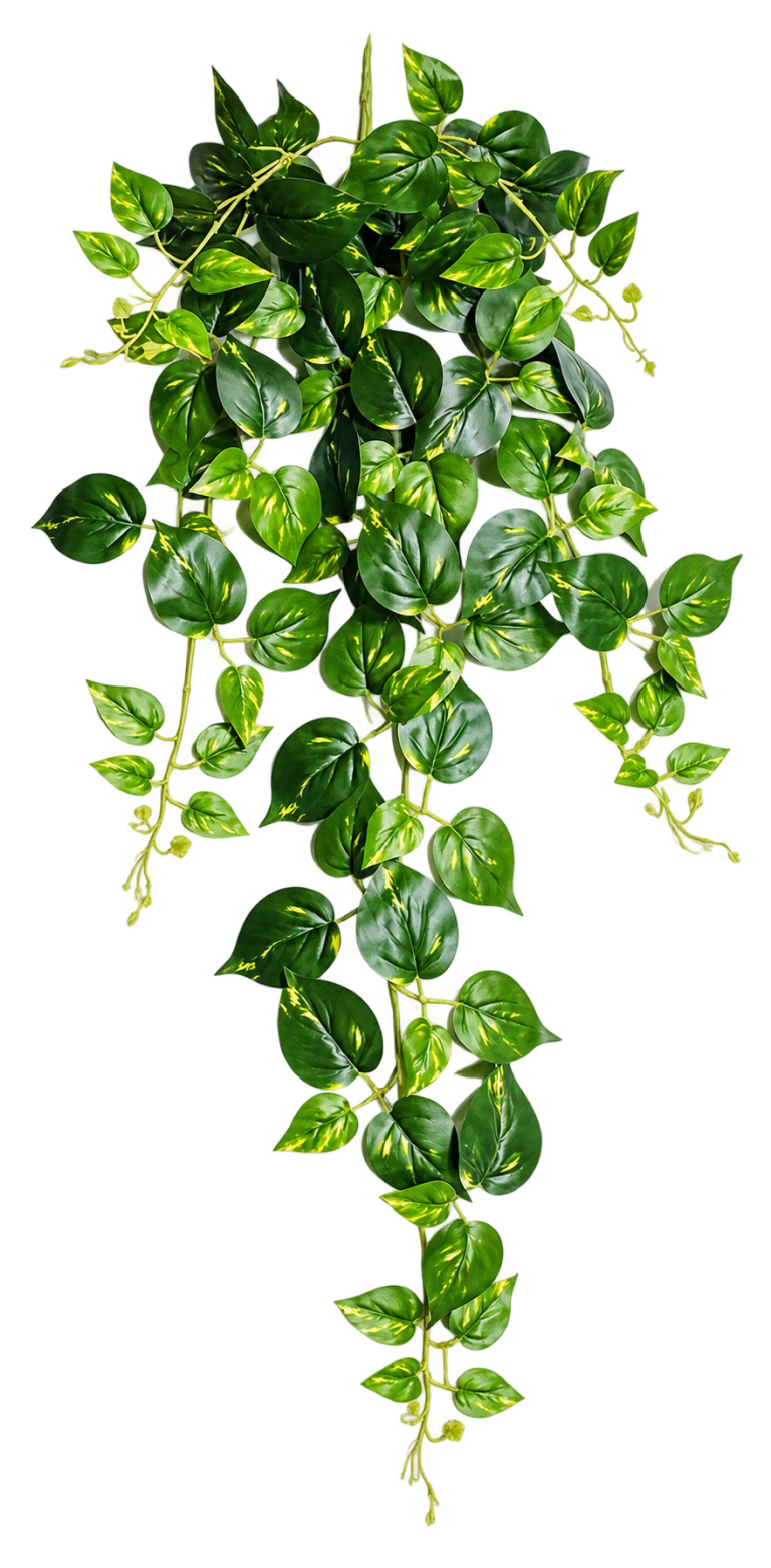 HXZR081 — Long hanging variegated pothos — isolated product image