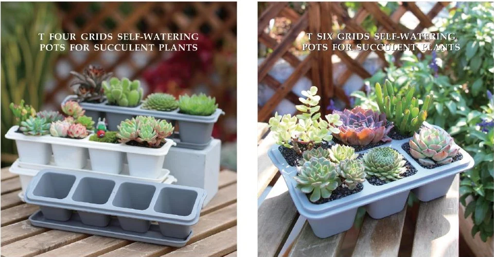 Succulent Pots & Multi-Cell Trays — style reference 112