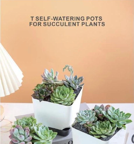 Succulent Pots & Multi-Cell Trays
